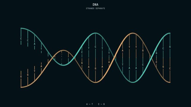 Animated DNA sequence infographic showing a double helix structure separating into individual strands.