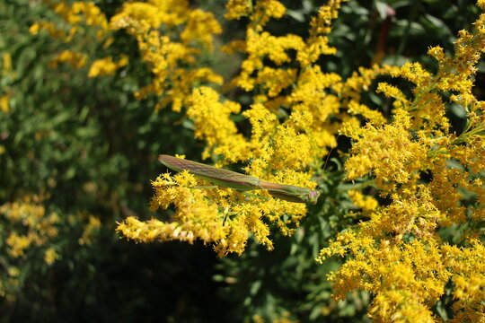 praying mantis on the goldenrod