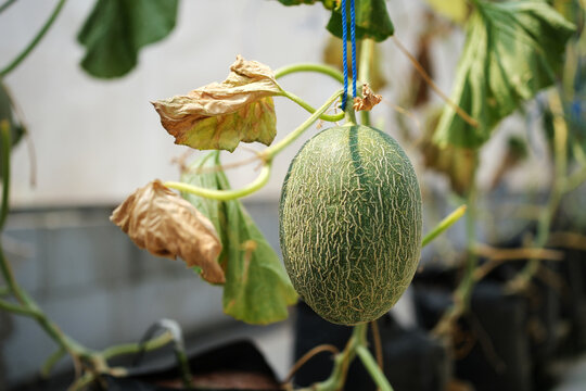 A close-up shot of fresh green melons in a greenhouse, suspended by strings. Organic melons for healthy eating. Modern organic farming concept. Agriculture.
