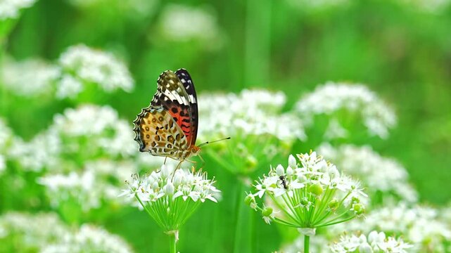 Female Indian fritillary butterfly sipping nectar from white oriental garlic chive flowers