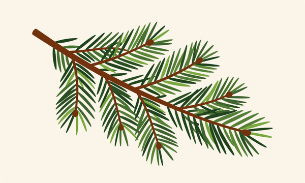 Beautiful green pine tree branch with detailed needle structures and small cones, capturing a winter or festive feeling.