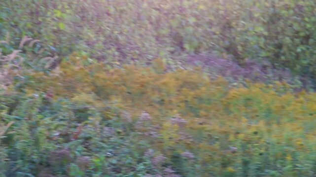 Whitetail buck walks through tall goldenrod at wooded field edge