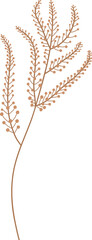 Fototapeta premium Fern Branch Botanical
