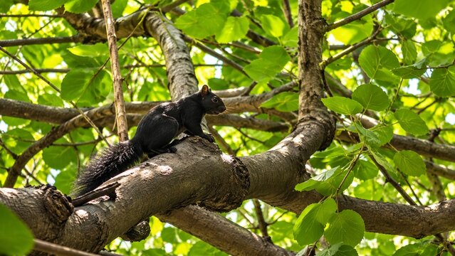 Black Squirrel with a Fluffy Tail Sitting on a Sunlit Tree Branch