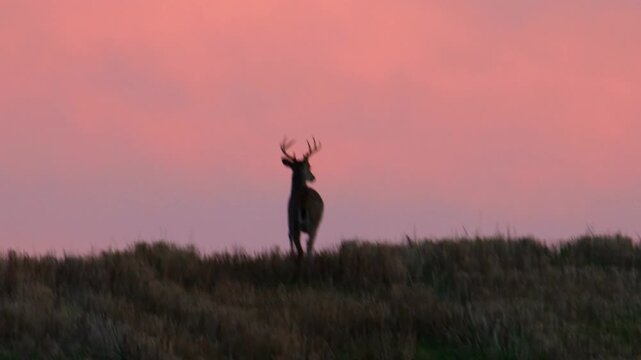 Whitetail buck runs across ridge and stops under pink evening sky