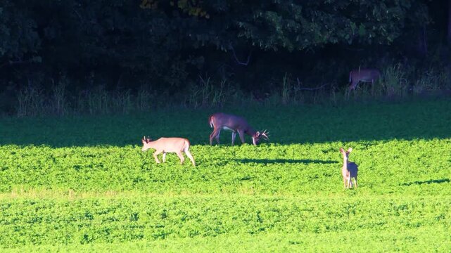 Mature whitetail buck grazes in tree shade beside sunlit deer
