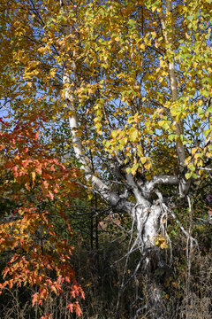 Autumn birch branches with green leaves gradually turning yellow,  next to a red bush