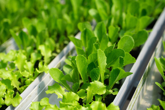 Rows of mustard green seedlings in a water porogram growing through a hydroponic system. Rows of bright green mustard seedlings growing in a hydroponic system, neatly arranged in channels inside a gre