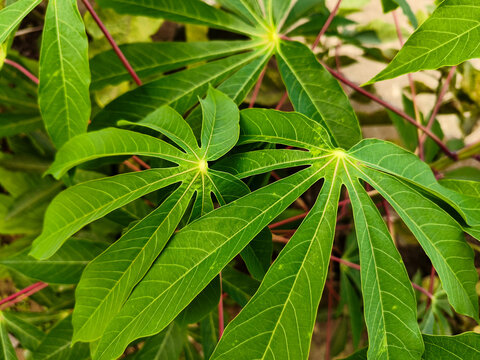 Close-up of fresh green cassava leaves with red stems growing in the garden. Vibrant tropical plant background.