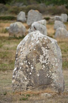 Vue partielle des alignements du M&eacute;nec (Carnac)