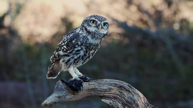 Little owl athene noctua perched outdoors looking forward with yellow eyes