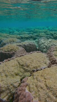Vertical footage, Forward movement over tops of multiple hard corals with bite marks inflicted by feeding Parrotfish on the flat-top on shallow coral reef