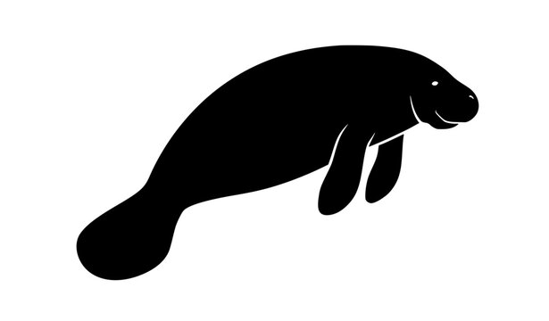 Silhouette of a gentle manatee swimming peacefully in its natural habitat