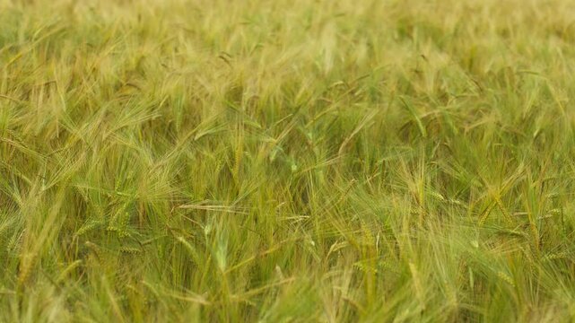 Green barley field waving in the wind during a sunny summer day, showcasing agricultural landscape and cereal cultivation