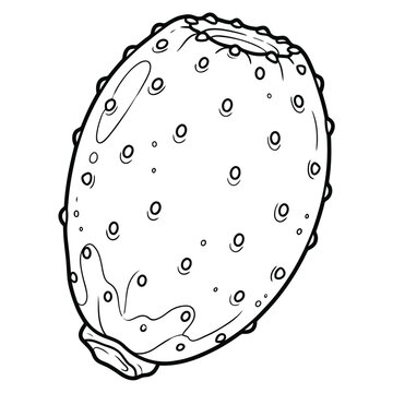 Whole prickly pear cactus fruit tuna with detailed areoles and spines botanical line art vector illustration isolated on white background.