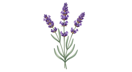 Obraz premium Aromatic purple lavender sprigs botanical illustration with green leaves isolated on white