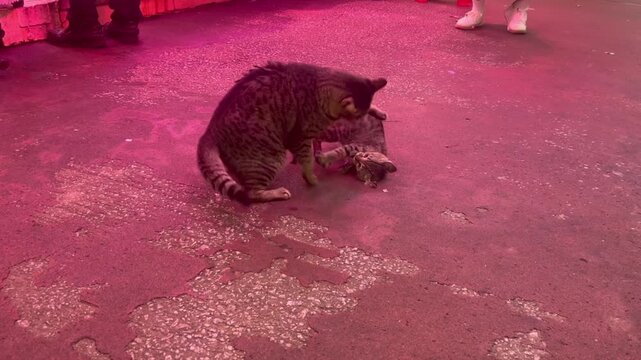Hong Kong - Two tabby cats, one large and one small, confront each other on a market street.