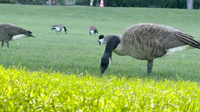 Canada goose foraging on lush green grass in a public park, captured in high quality stock video footage.
