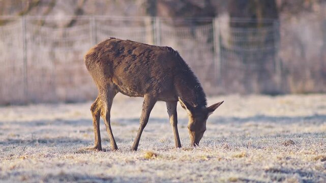 Adult Female Red Deer Hind Basking in Warm Winter Sunrise Sunlight at German Forest Edge, 4K Wildlife Documentary Footage One Animal Cold Weather Nature