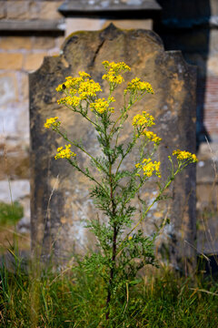 Common ragwort (Jacobaea vulgaris) with bright yellow flowers growing among weathered gravestones in the historic churchyard of Rudston, East Yorkshire, England, on a sunny summer day.
