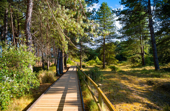 Wooden boardwalk leading through sunlit pine woodland and coastal vegetation on the route between Holkham Beach and the car park in Norfolk, England, on a bright summer day in August.