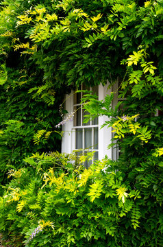 Traditional white-framed window almost hidden by dense green wisteria (Wisteria sp.) on a historic house in Lavenham, Suffolk, England, creating a lush and romantic summer scene.