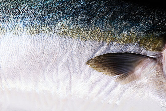 Close-Up of Fresh Raw Fish Skin and Scales with Fin Texture