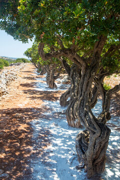 Mastic gum resin flows from the mastic tree. Chios island - Greece