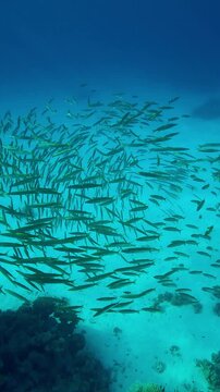 Vertical footage, pair of large Yellowspotted Trevally, Carangoides fulvoguttatus hunt penetrating inside in a group of young Yellowtail Barracuda, Sphyraena flavicauda huddled together in a ball