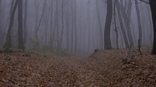 Walking through a mysterious foggy forest path with autumn leaves covering the ground and misty trees creating a spooky mood
