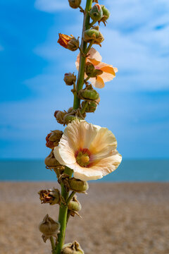 Pale peach hollyhock (Alcea rosea) flowering beside the beach in Aldeburgh, Suffolk, England, with the North Sea and blue summer sky softly blurred in the background.