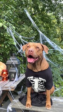 Cute Pitbull in a festive costume sits with Halloween decorations. Black lanterns, skull candles, spider webs and pumpkin. Symbolizes Halloween fun. Ideal for holiday and pet content