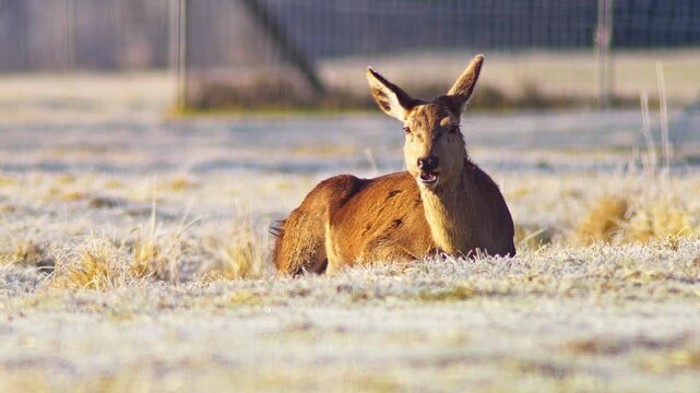 Adult Female Red Deer Hind Basking in Warm Winter Sunrise Sunlight at German Forest Edge, 4K Wildlife Documentary Footage One Animal Cold Weather Nature