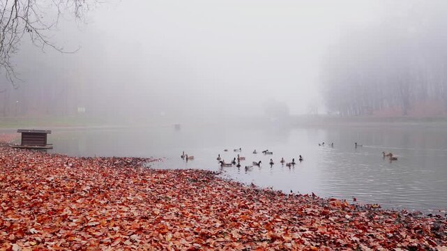Geese and ducks swimming in a foggy lake on a cold autumn day with colorful red fallen leaves on the shore