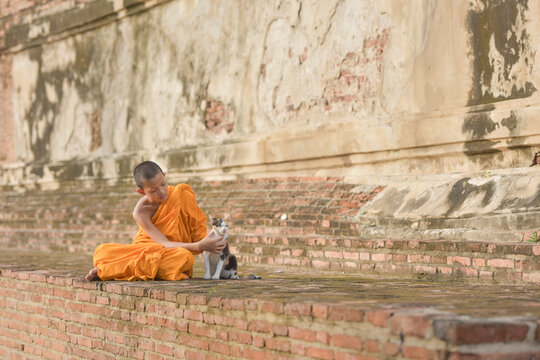 Portrait of a Novice monk wearing an orange monastic robe (kasaya) sitting outside a temple playing with a cat, Thailand