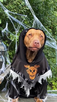 Cute Pitbull in a festive costume sits with Halloween decorations. Black lanterns, skull candles, spider webs and pumpkin. Symbolizes Halloween fun. Ideal for holiday and pet content