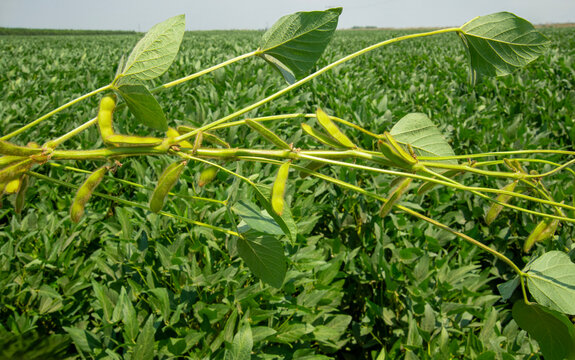 It is a valuable legume distinguished by its high-quality plant protein, fiber, and amino acid content; it is both consumed directly and processed into a wide variety of food and industrial products. 
