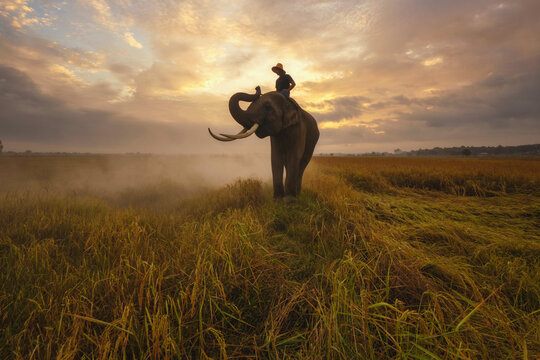 Mahout riding an elephant in a paddy field, Surin, Thailand