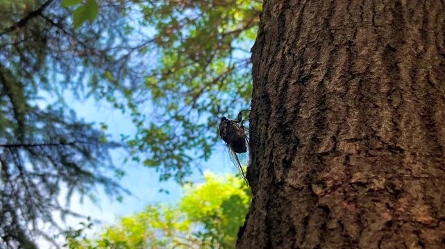 Cicada Resting on Rough Tree Trunk in a Sunny Forest