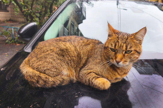A stray tabby cat resting outdoors, symbolizing compassion, care, and the importance of protecting homeless animals through kindness, rescue, and adoption.