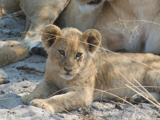 Lion cub in Botswana © willtu