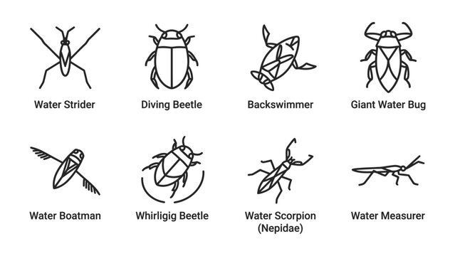 Set of Aquatic Insects: A collection of stylized line art illustrations depicting various water-dwelling insects, including water strider, diving beetle, backswimmer, giant water bug, water boatman.
