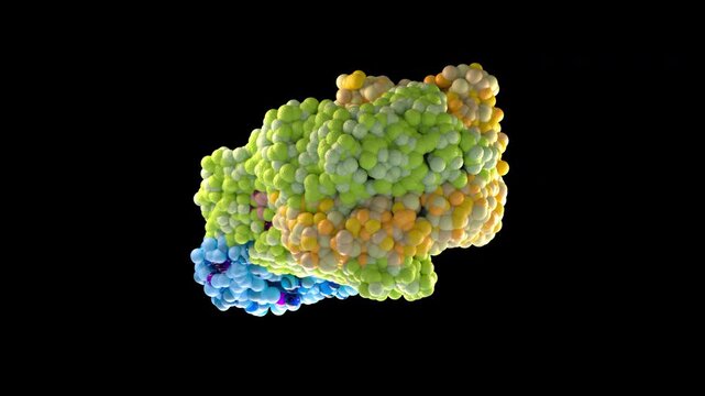 Glucocorticoid Receptor Protein 3D Animation Rotating Molecular Structure