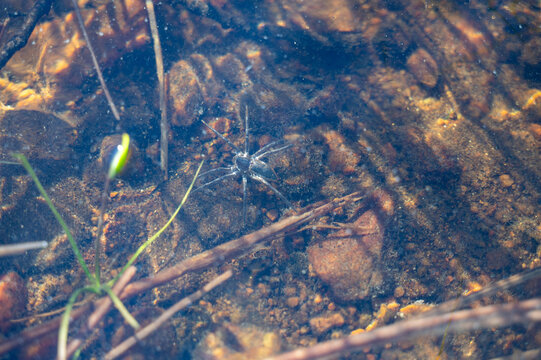 A spider underwater in a lake