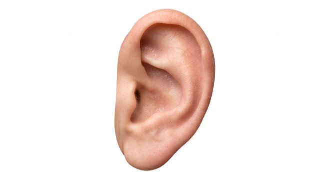 Close up of a human ear isolated on white background