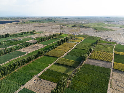 Aerial view of neat farmland fields and green shelterbelt trees