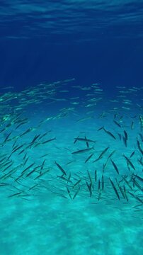 Vertical footage, Spherical school of Yellowtail Barracuda swims above sandy bottom in midday sunlight they are approached from behind by three Yellowspotted Trevally fish
