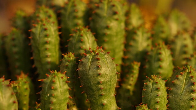 Closed up photo a cluster of cacti. well known as euphorbia mammillaris