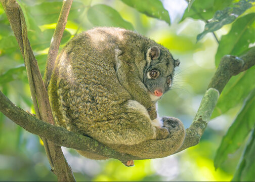 Close-up side view of a wild green ringtail possum (Pseudochirops archeri) resting on a tree branch in the rainforest, Atherton Tablelands, North Queensland, Queensland, Australia