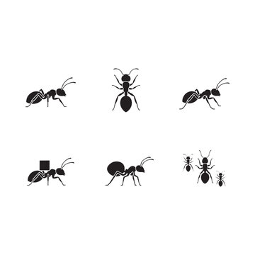 Black silhouette depictions of various ant poses and sizes on a white background